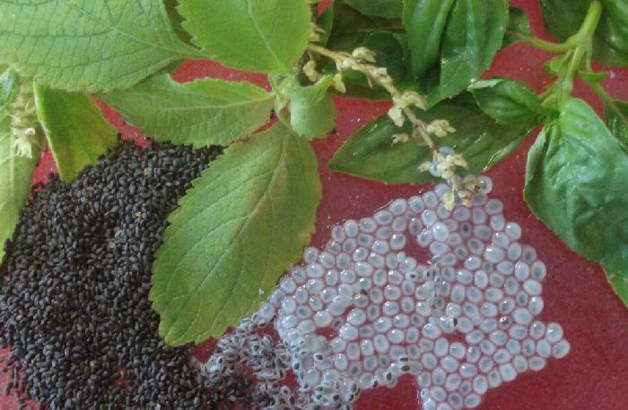 Hairy Basil, Sweet Basil seeds for healthy desserts, drinks 75g