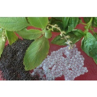 Hairy Basil, Sweet Basil seeds for healthy desserts, drinks 75g